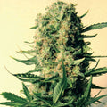 Critical Skunk Regular Seeds