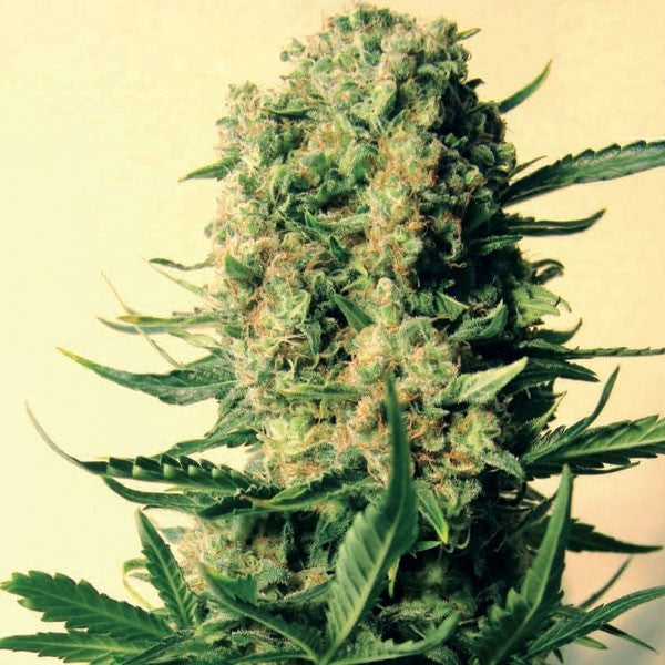 Critical Skunk Regular Seeds