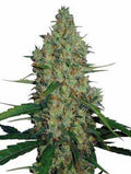 Semillas regulares de G13 Haze