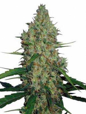 Semillas regulares de G13 Haze
