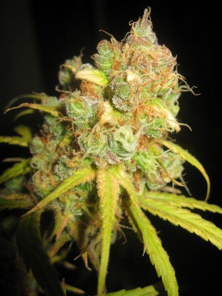 NL5 x Afghan Regular Seeds