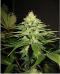 NL5 x Skunk Regular Seeds