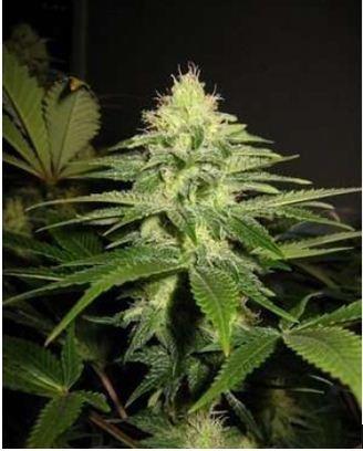 NL5 x Skunk Regular Seeds