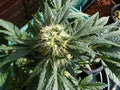 Ortega Regular Seeds