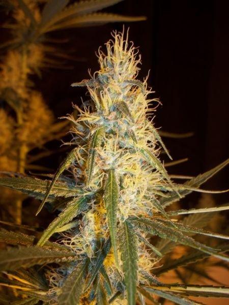 Pink Floyd Regular Seeds