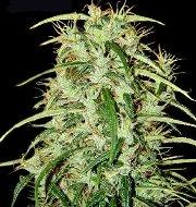 Skunk Haze Regular Seeds