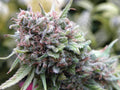The Cure Regular Seeds