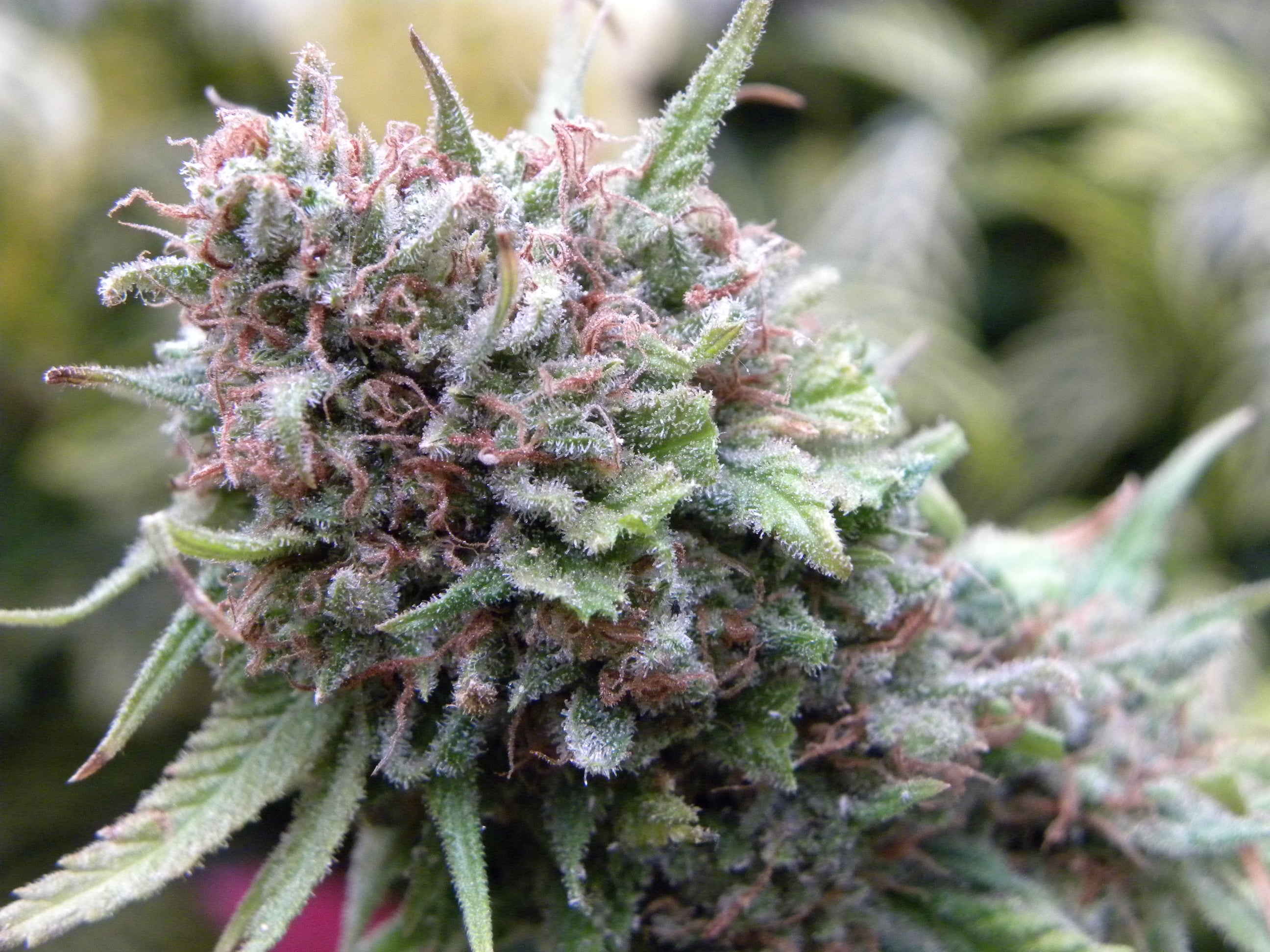 The Cure Regular Seeds