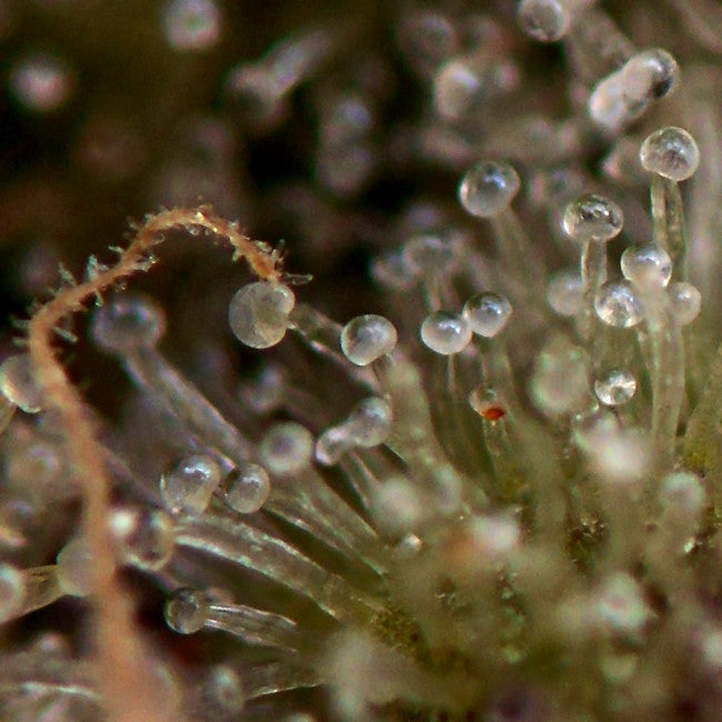 Bubble G Feminised Seeds - Bulk x 100