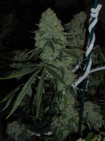Semillas feminizadas de Deadhead OG