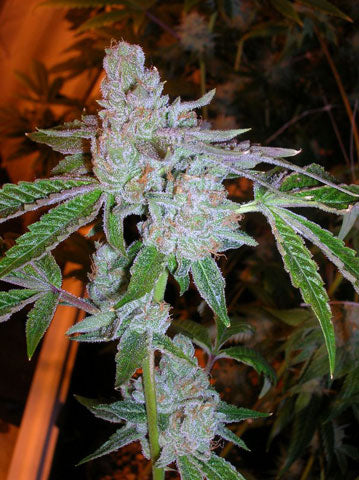 Semillas feminizadas de Tahoe OG Kush