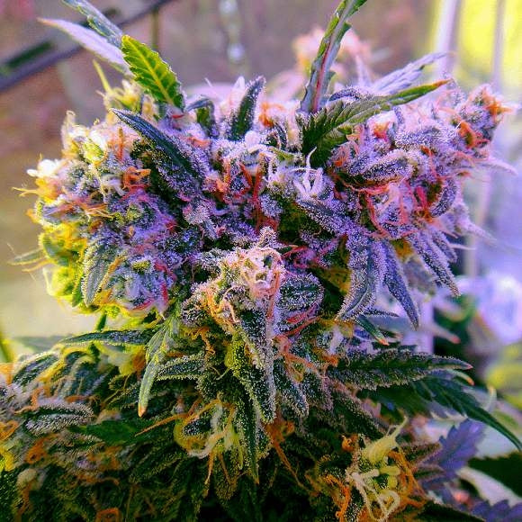 Aurora Indica Feminised Seeds