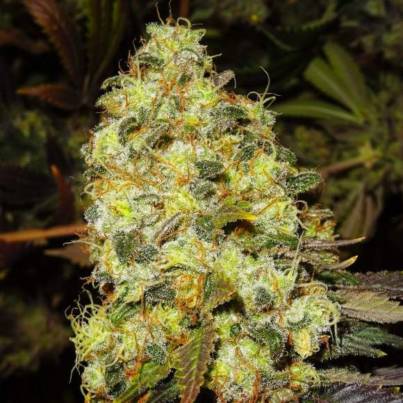 Ice Feminised Seeds