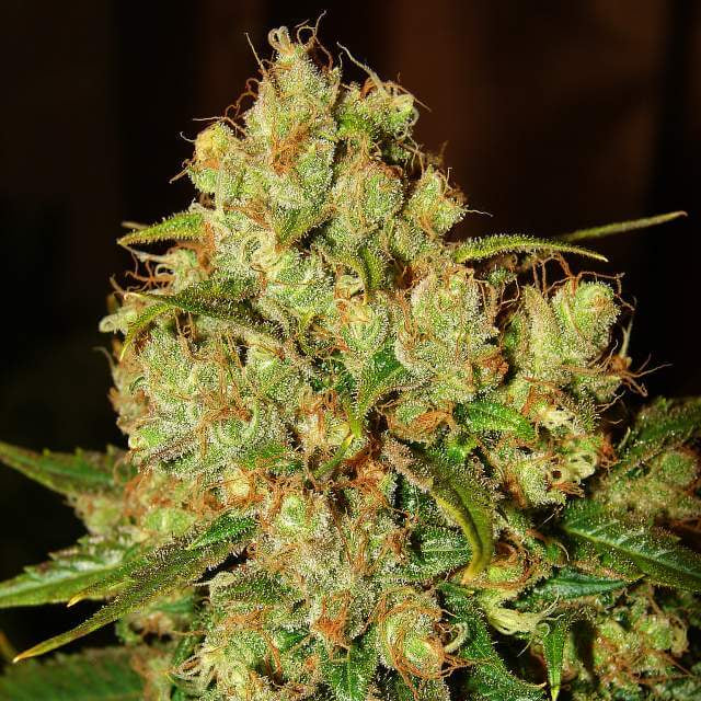 Master Kush Feminised Seeds
