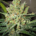 Pure Power Plant Feminised Seeds