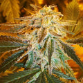 Northern Light Auto Feminisierte Samen