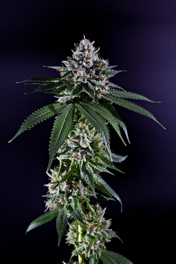 Semillas regulares de Ken's Kush