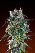 Bay 11 Regular Seeds