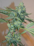 Girl Scout Cookies Feminisierte Samen