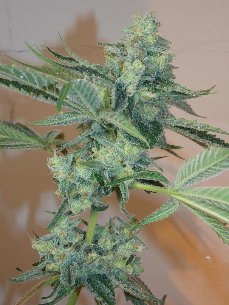 Semillas feminizadas de Girl Scout Cookies