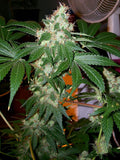 Semillas feminizadas de Chem Valley Kush