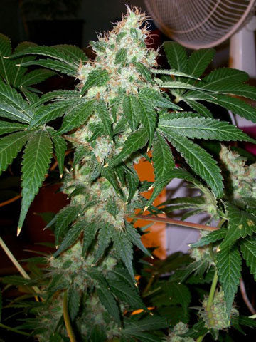 Semillas feminizadas de Chem Valley Kush