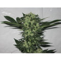 818 Stirnband Aka Sour OG Feminisierte Samen
