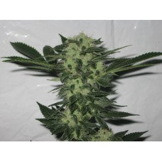 Semillas Feminizadas 818 Diadema Aka Sour OG