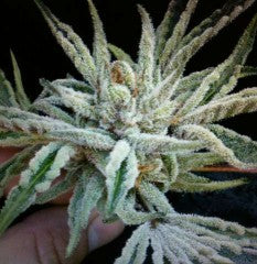 Semillas feminizadas de Buddha Tahoe OG