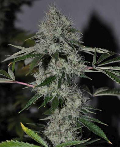 Semillas feminizadas Chem 4 OG