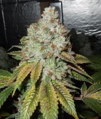 Semillas feminizadas de Larry OG Kush