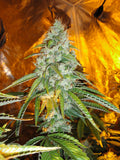 Semillas feminizadas originales de Sour Diesel