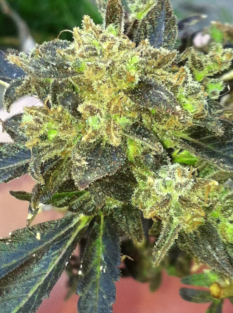 Semillas feminizadas de Boss Hogg
