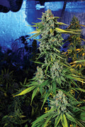 Semillas feminizadas de Blue Dream Haze