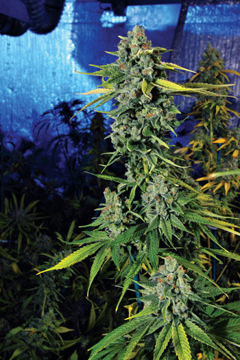 Semillas feminizadas de Blue Dream Haze