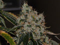 Semillas feminizadas Chem 91
