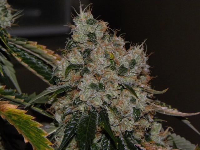 Chem 91 Feminised Seeds