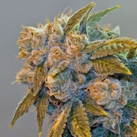 Semillas regulares de Chem Fire