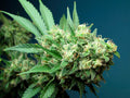 Semillas feminizadas Green Crack