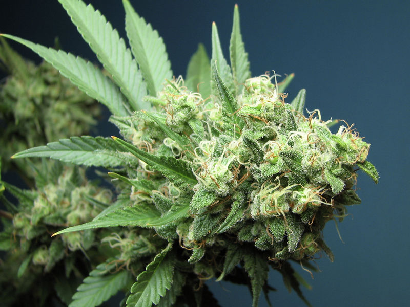 Semillas feminizadas Green Crack