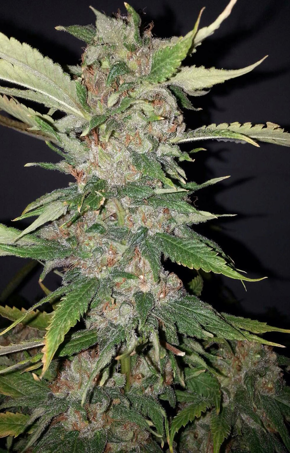 Semillas feminizadas Purple Crack