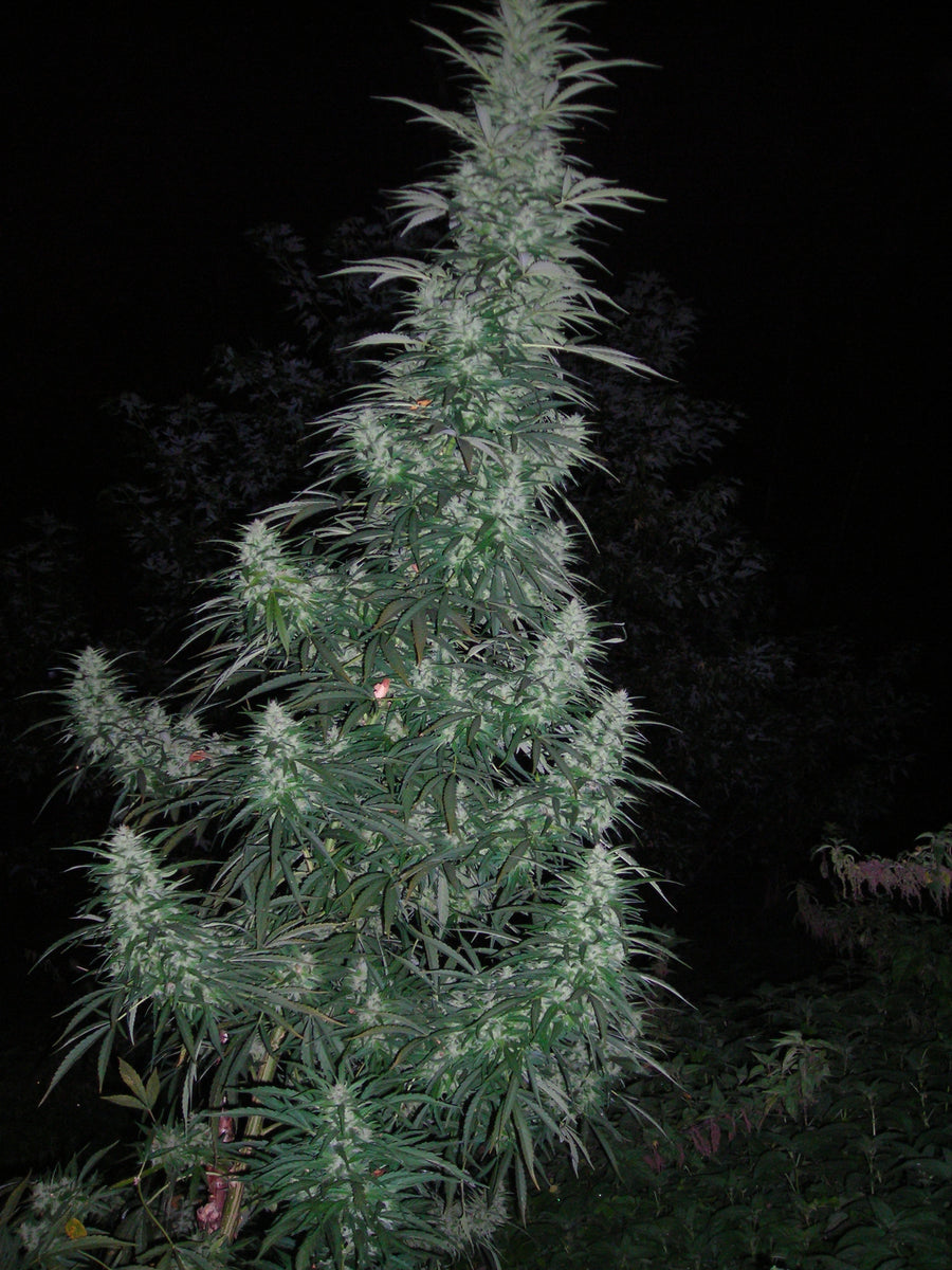 Panama Lime Super Auto Feminisierte Samen