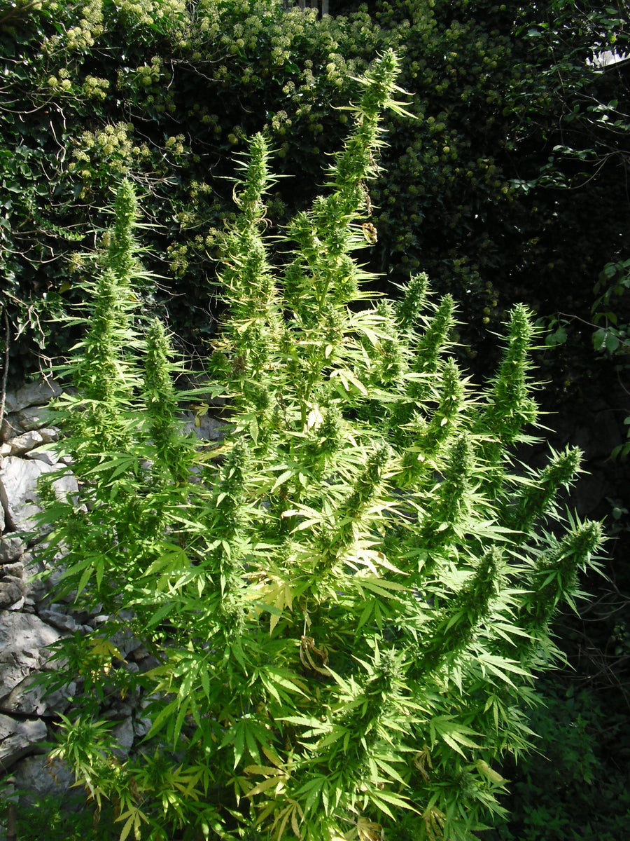 Critical Chaze Super Auto Feminised Seeds