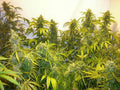 Black Samba Super Auto Feminisierte Samen
