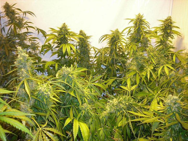 Black Samba Super Auto Feminisierte Samen