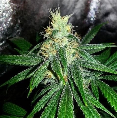 Semillas regulares de Berry Larry