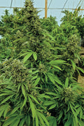 Chemdawg Feminizada - A granel x 100