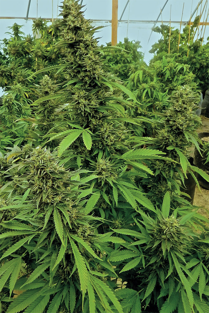Chemdawg Feminised - Bulk x 100