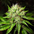 Lithium OG Kush Auto Feminised Seeds