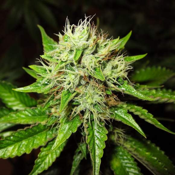 Lithium OG Kush Auto Feminisierte Samen